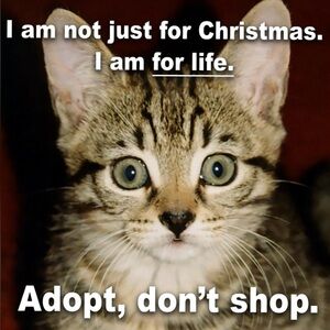 🐈🐈⬛ ADOPT DONT SHOP 🐕🐕🦺